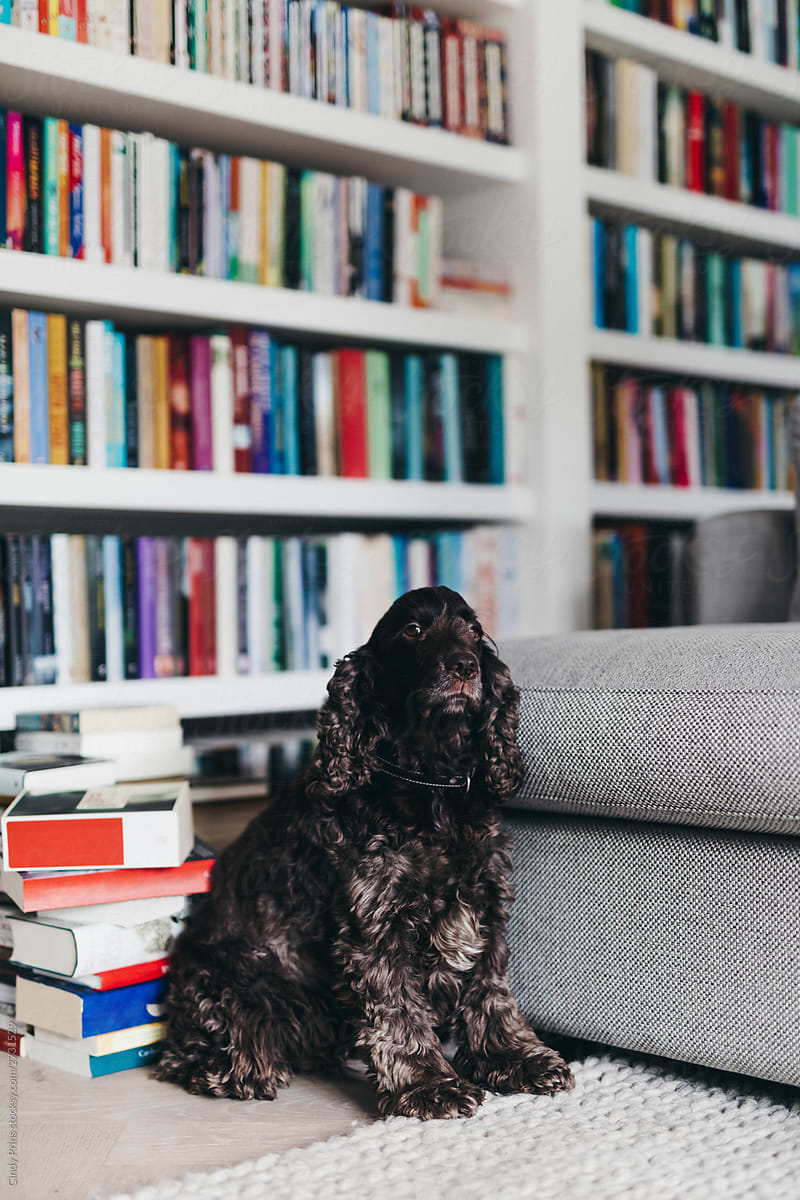 Dog sitting in front of a bookcase