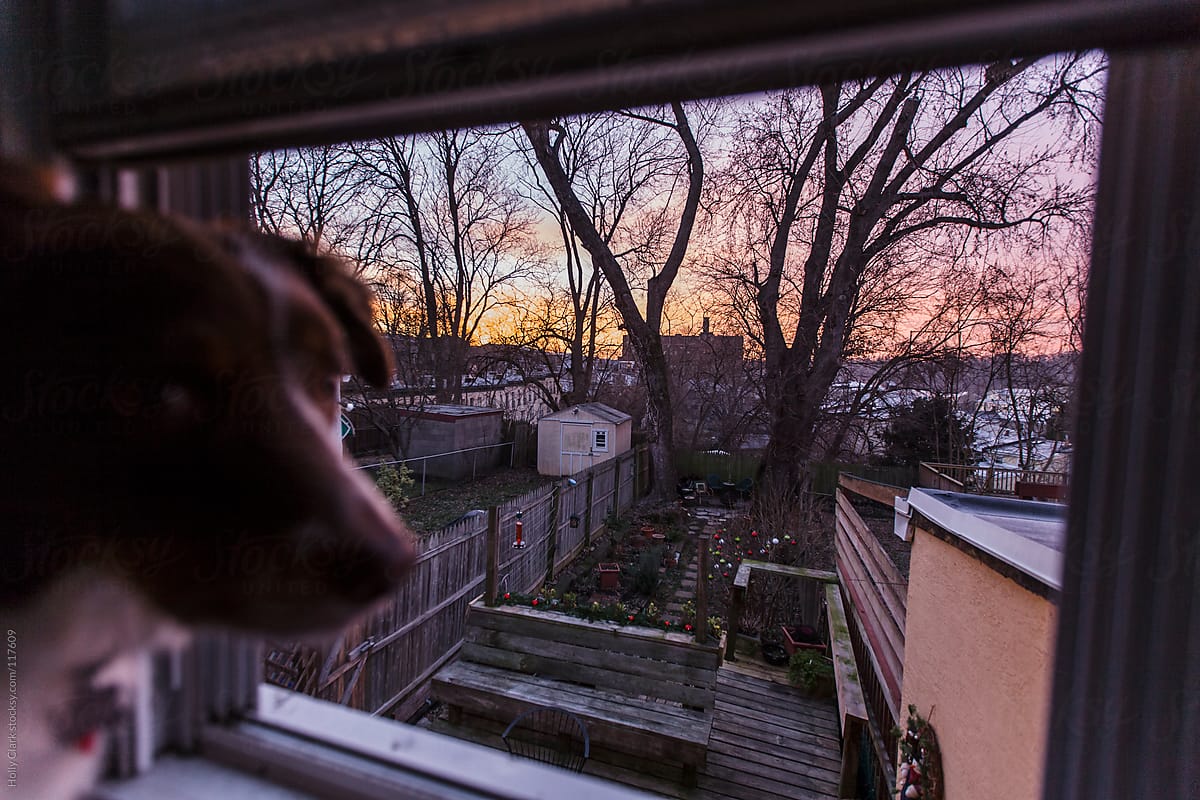 Dog looks out open window at Xmas decorated garden