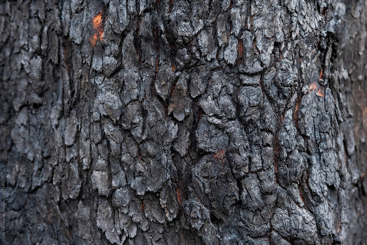 Blackened bark of a treetrunk. Forest slowly recovering from a bush fire.