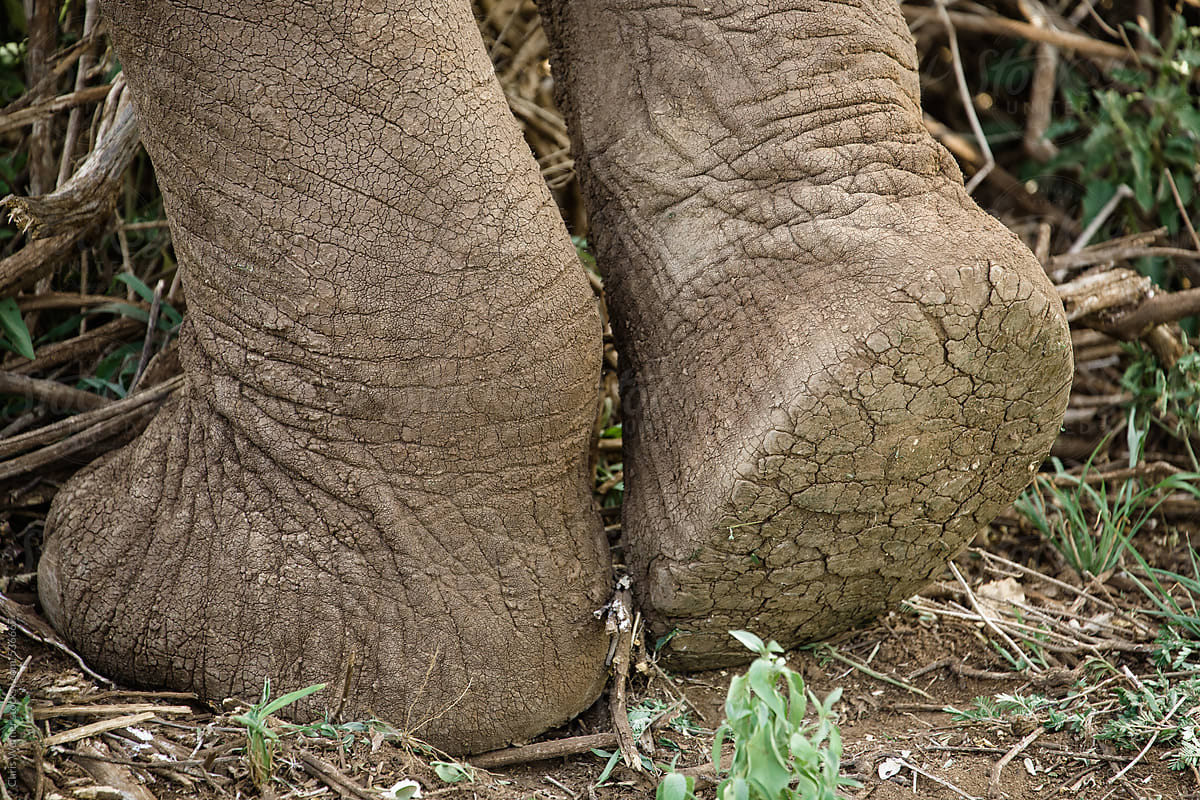 Rough, cracked elephant feet