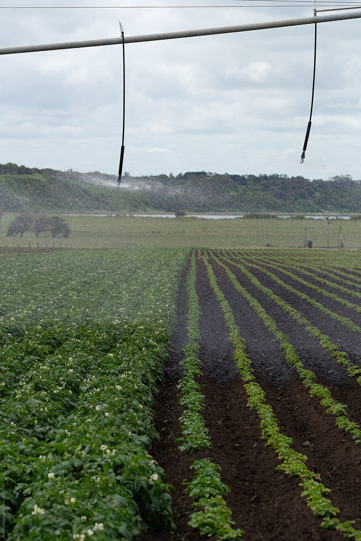Potato crops at two growth stages sise by side, being watered by