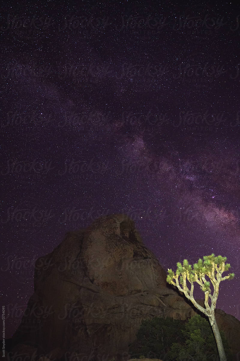 Joshua Tree with Starry Night Sky