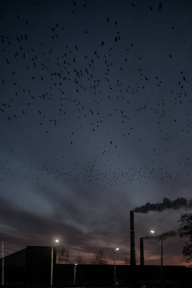 A flock of birds over the factory