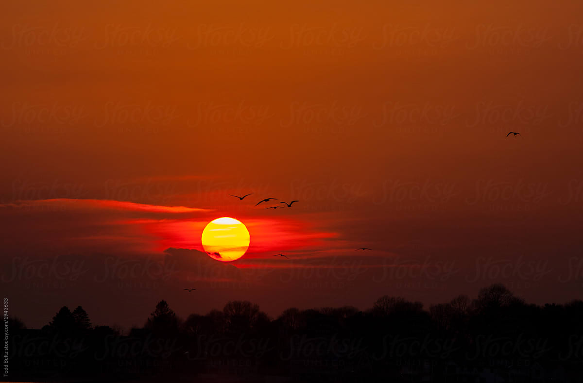 Birds flying at sunset with the setting sun