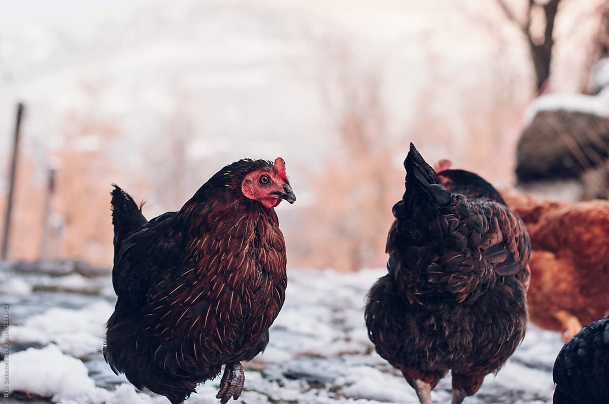 Chickens in the winter snow
