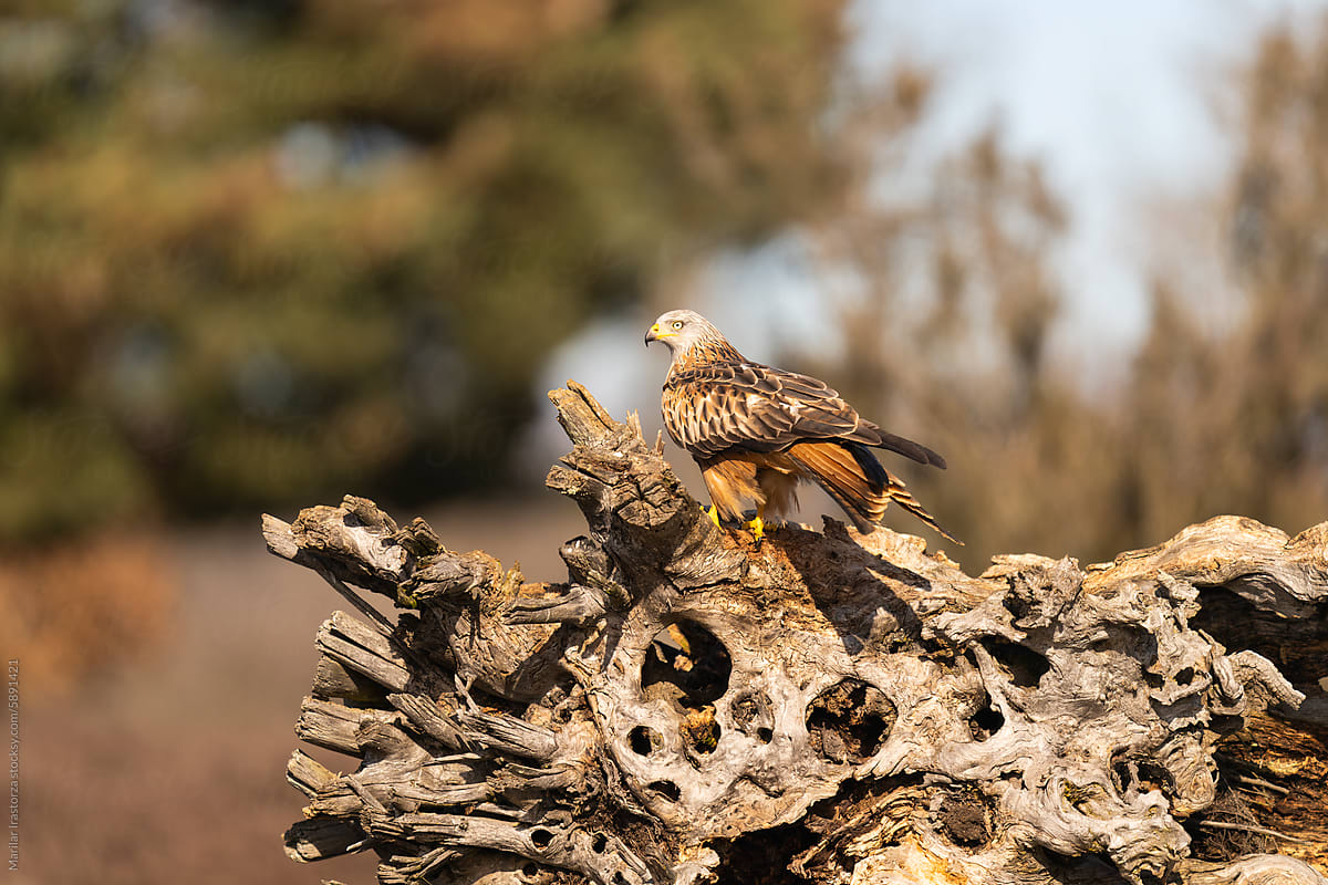 Red Kite Perched On A Tree Trunk