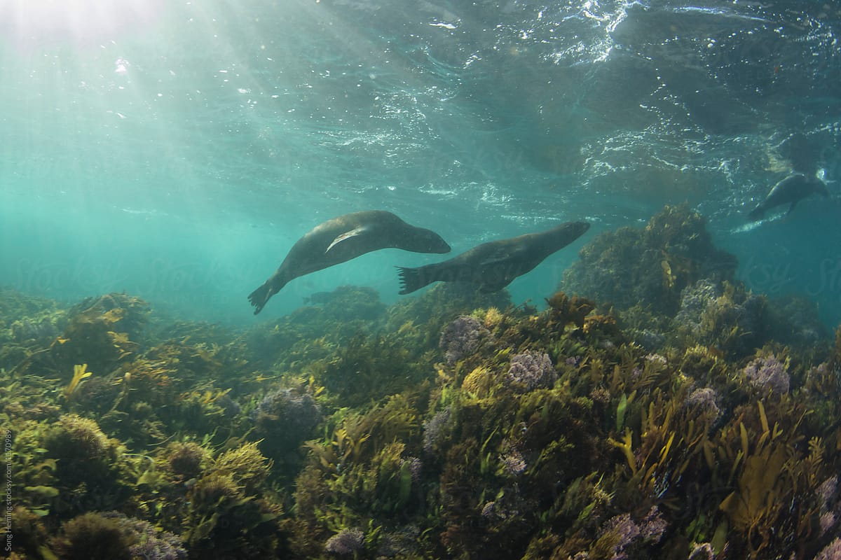 The California sea lion are chasing one another underwater