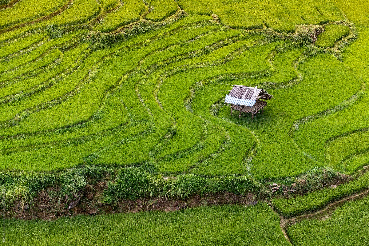 House on a rice field mountain