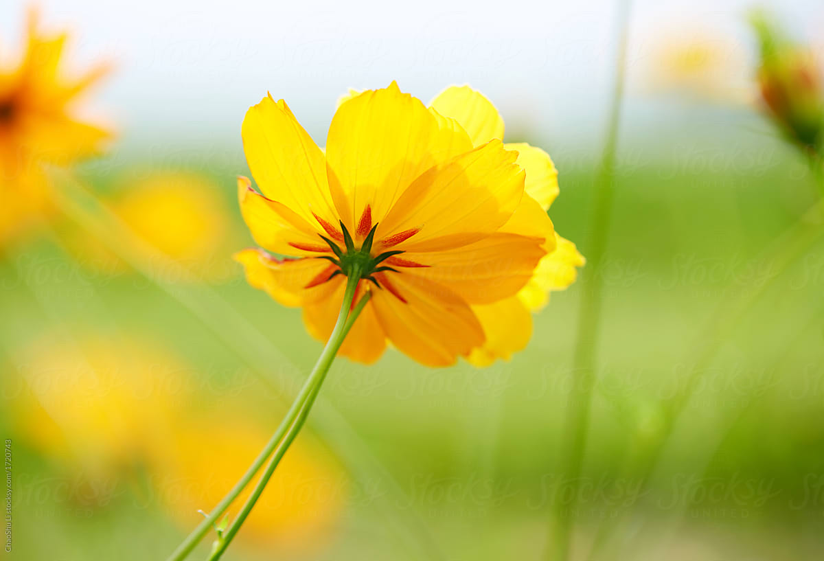 Background of beautiful yellow flower, nature meadow sky