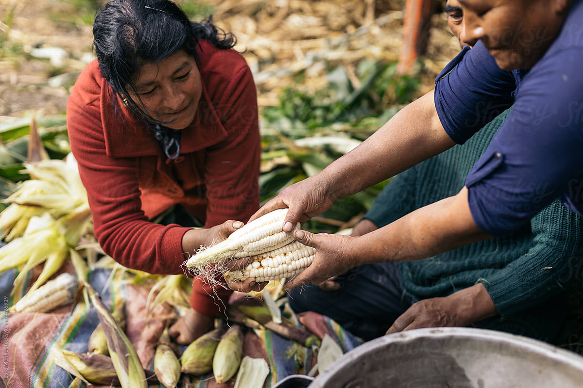 Hispanic farmers working the corn