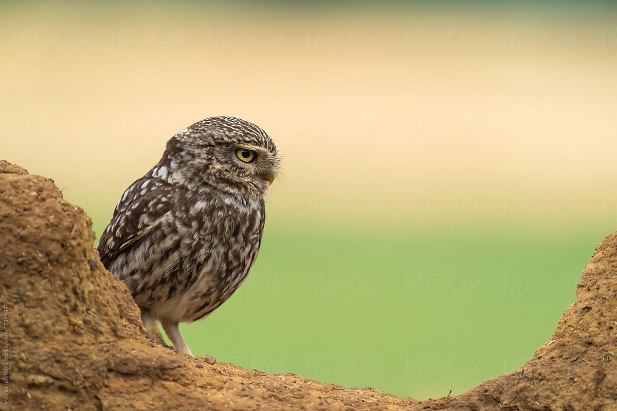 Cute Little Owl In Profile