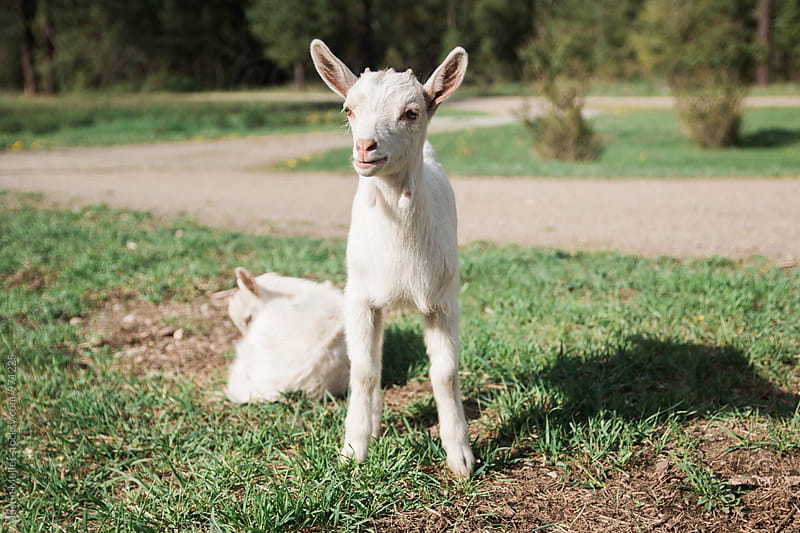 Pair of White Baby Goats