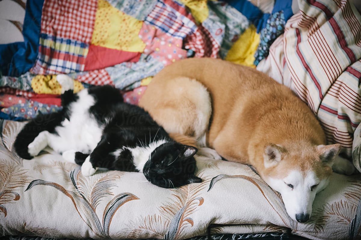 Pets Dog and Cat Sleeping Next to Each Other on Couch