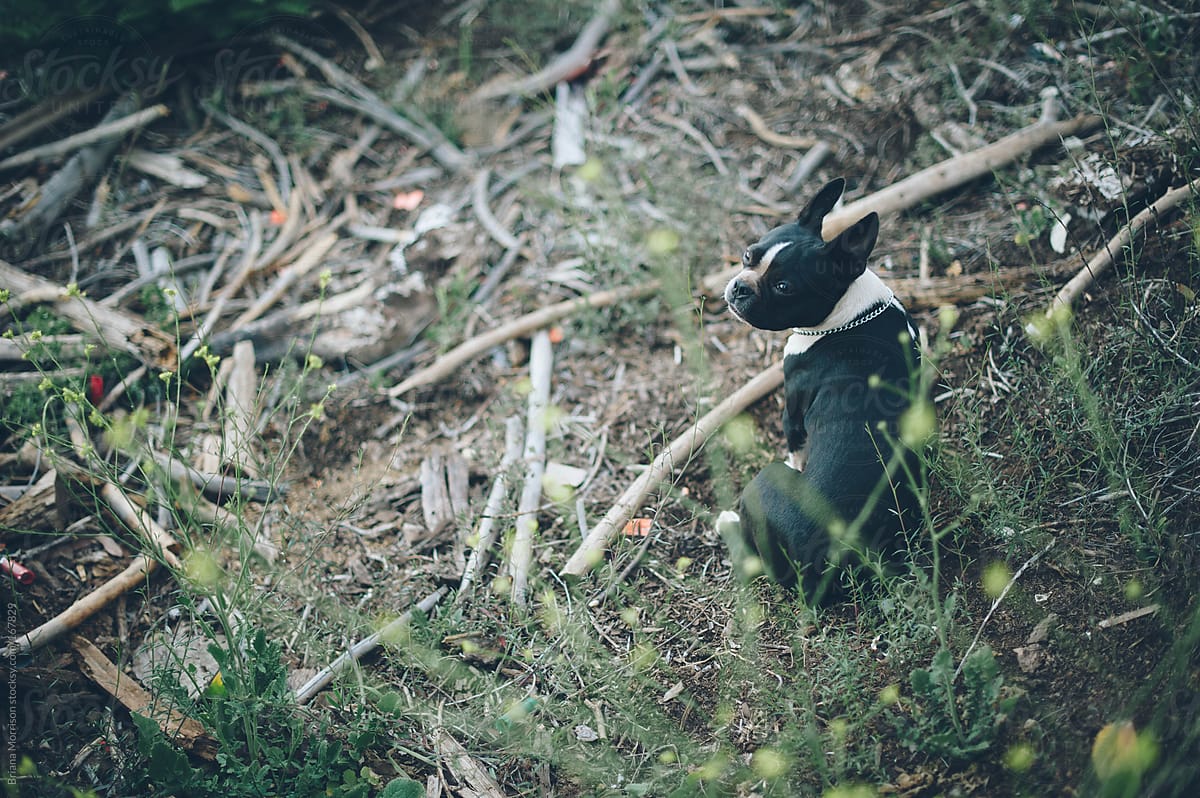 Boston Terrier Dog sitting with a bunch of Sticks in the Woods