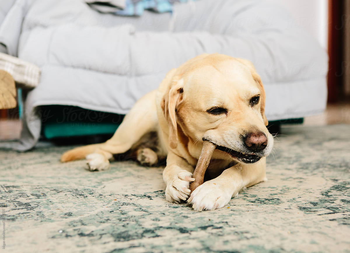 Labrador dog chewing