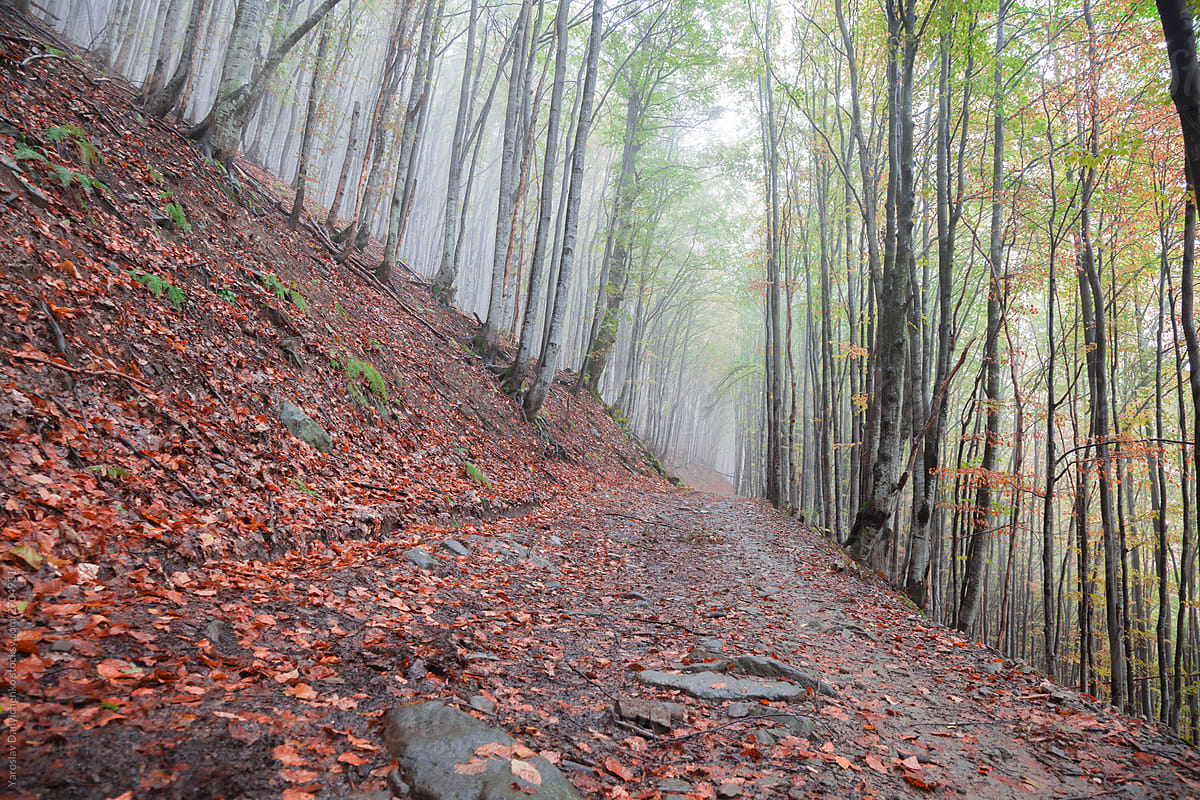Misty forest\'s slope after rain.