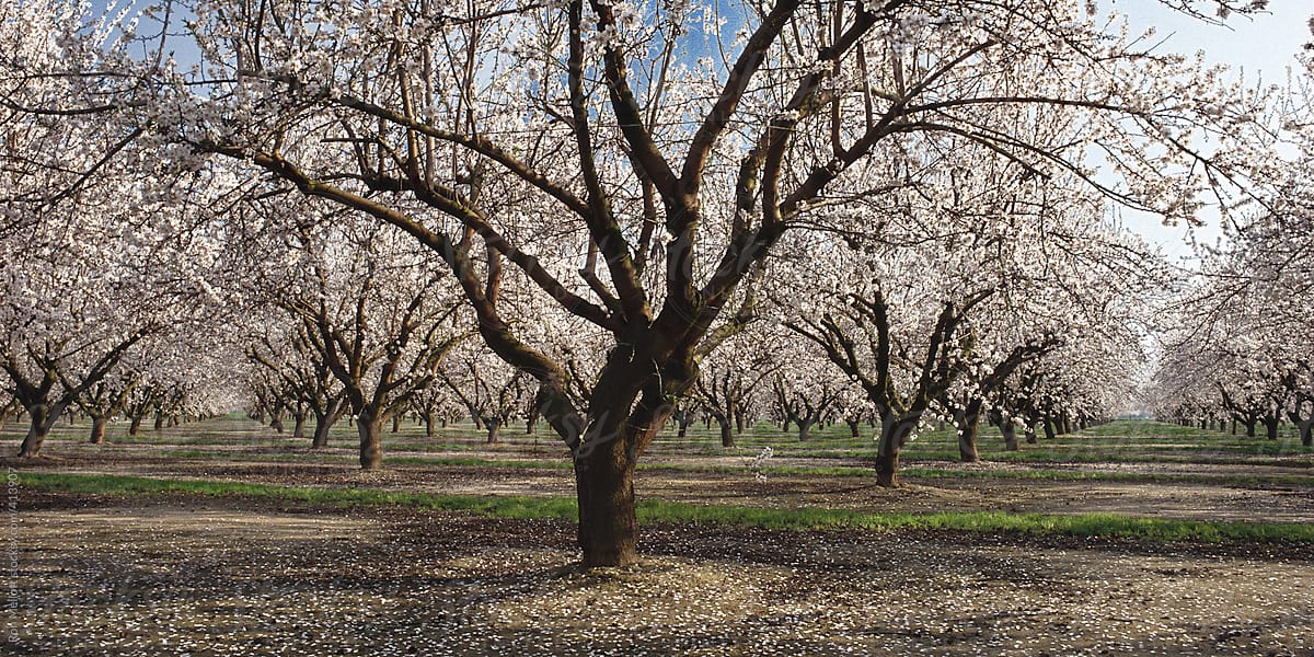Almond (Prunus dulcis) orchard in bloom in the Central Valley of California