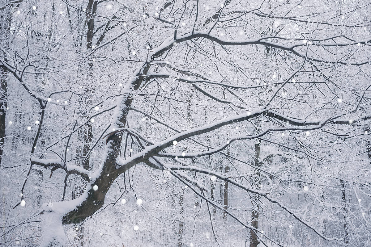 Frozen tree in winter woods