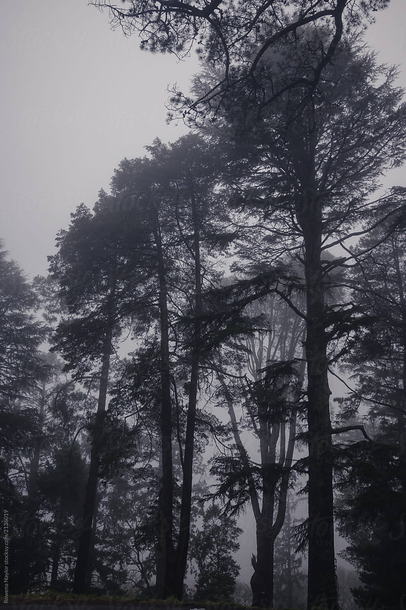 Misty weather on large trees