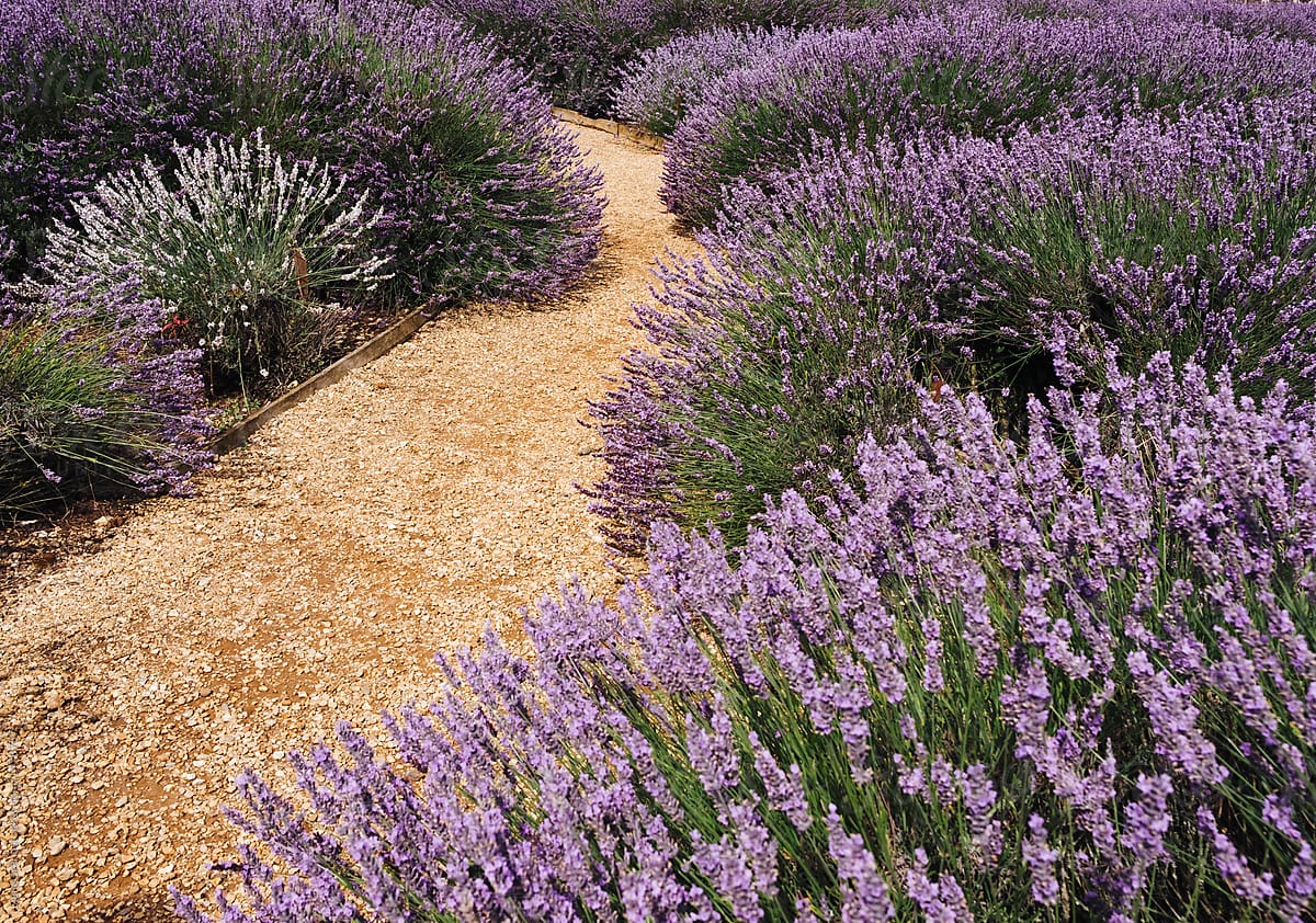 Detail of a path between Lavender plants in a garden. Norfolk, U