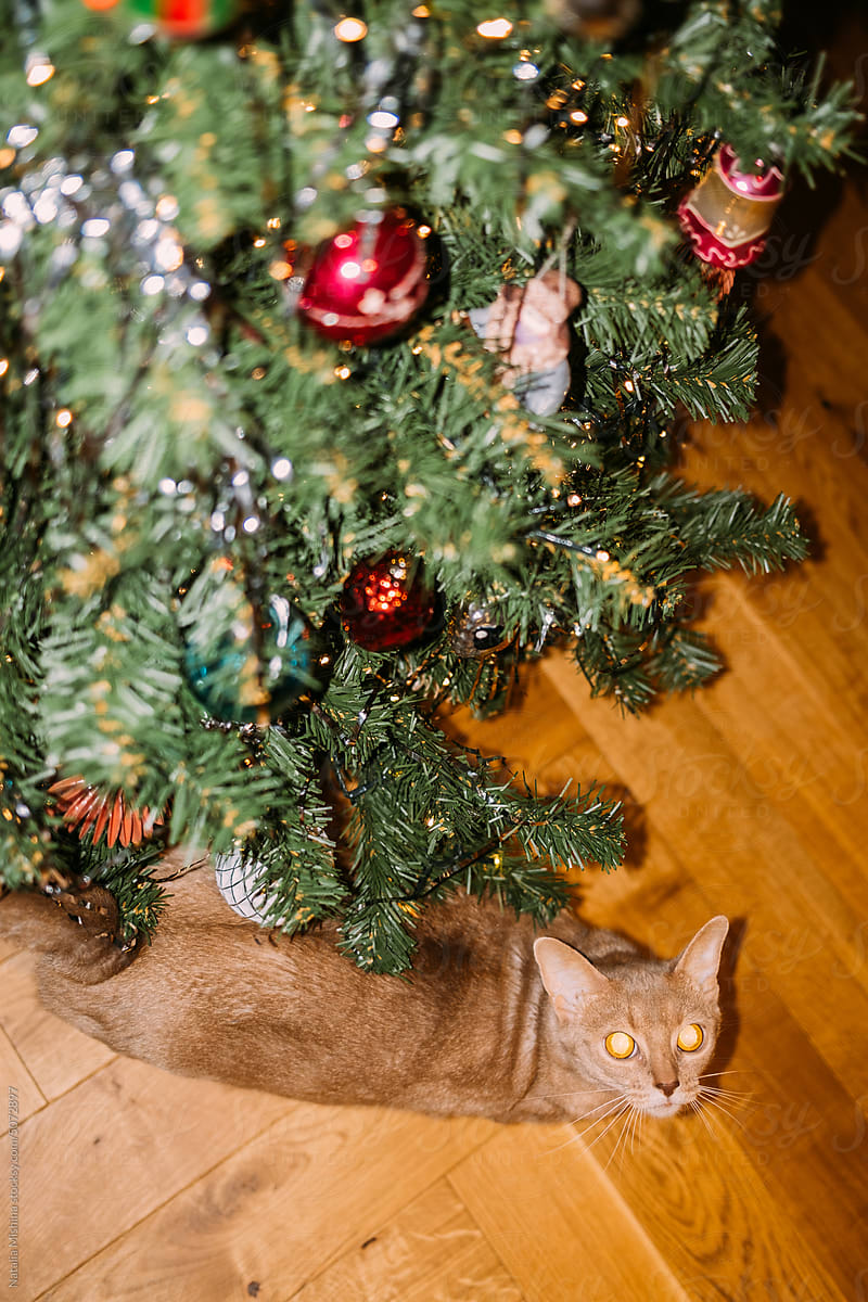 An Abyssinian cat is sitting under a Christmas tree.