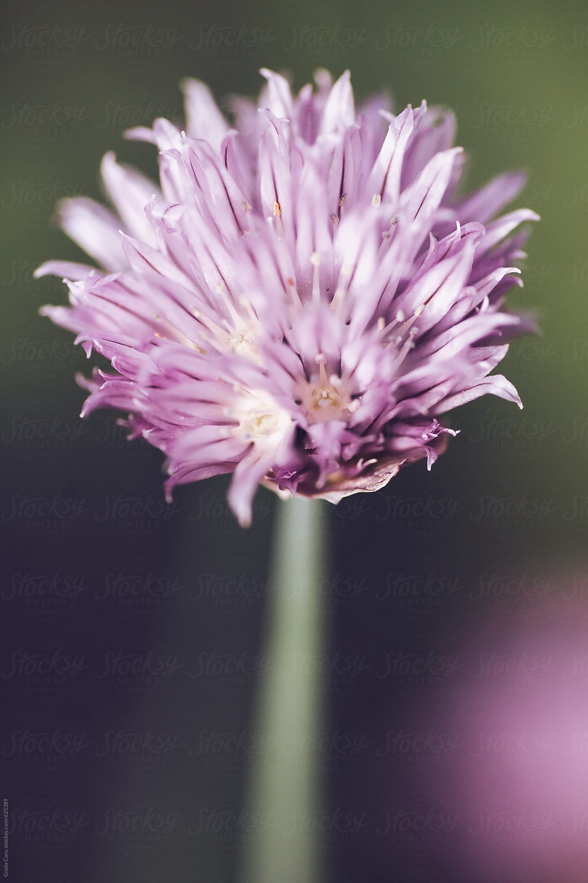 chives\' flowers
