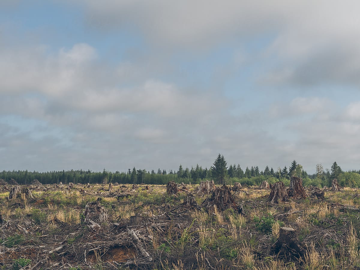 view of clear-cut deforestation
