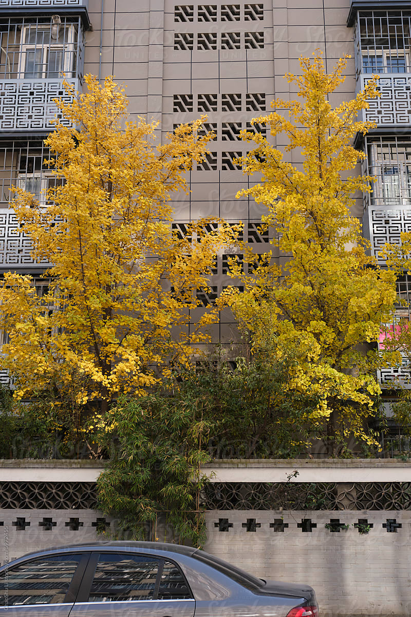 Buildings and ginkgo trees in the city in autumn