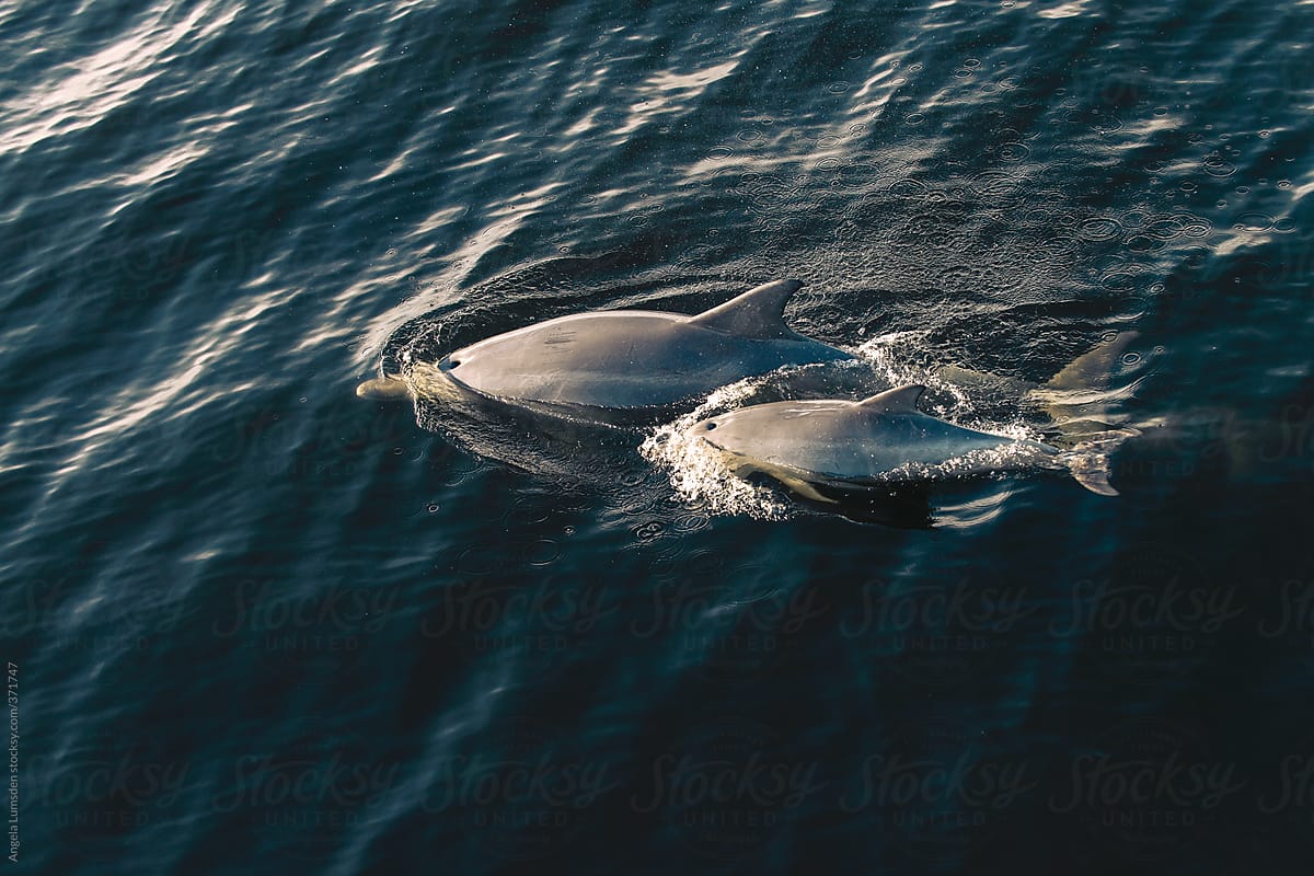 A mother and baby dolphin swim past, viewed from above