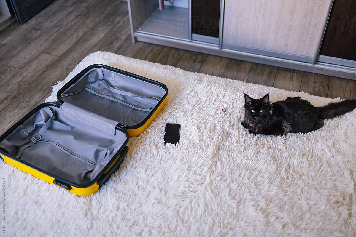 Fluffy cat resting on ground next to suitcase