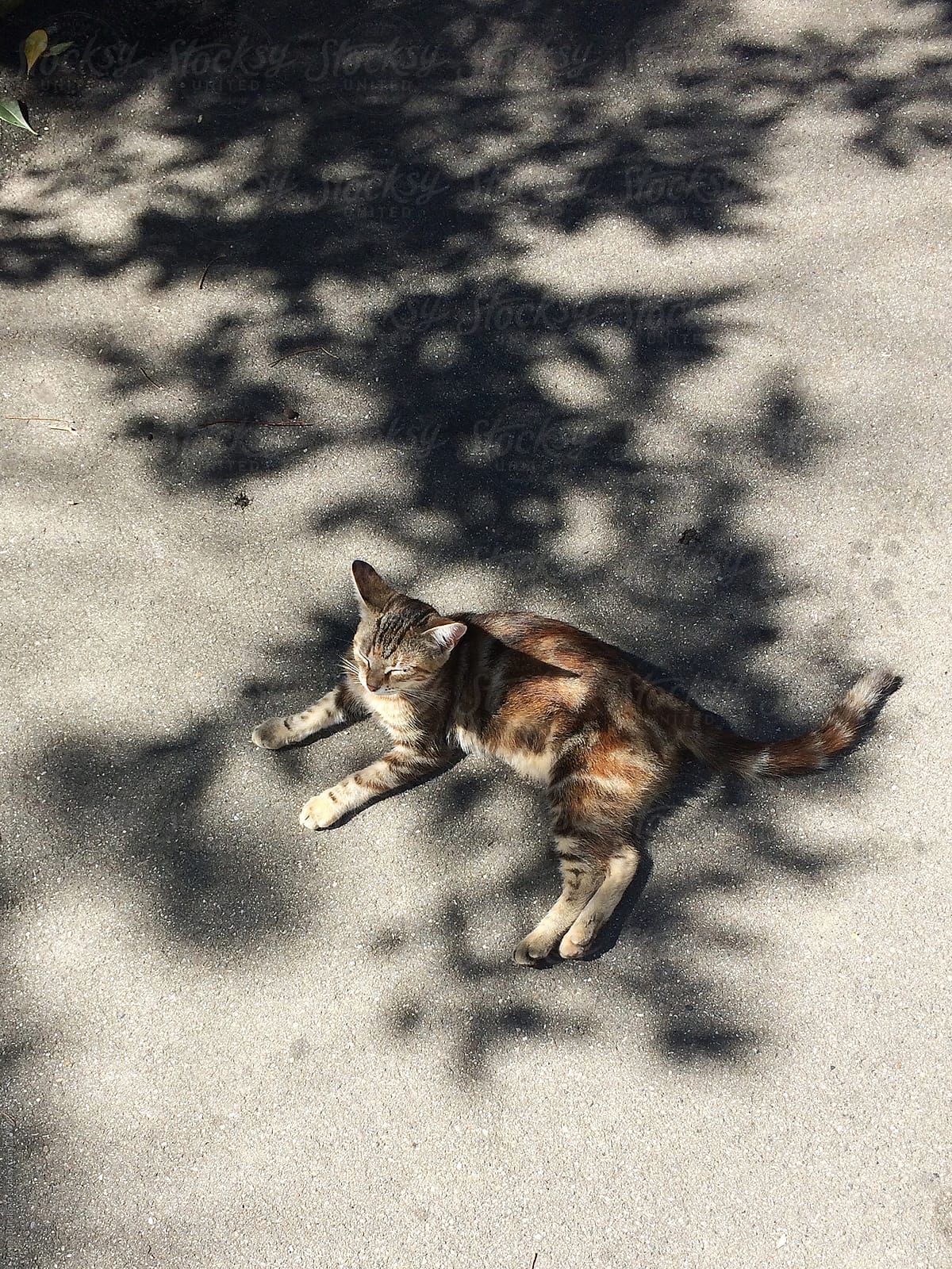 Cat lying in the shadow of the tree