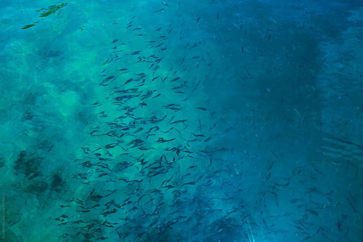 School of Fishes