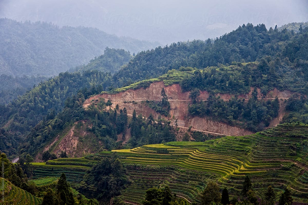 Mountains covered with forest and rice terraces