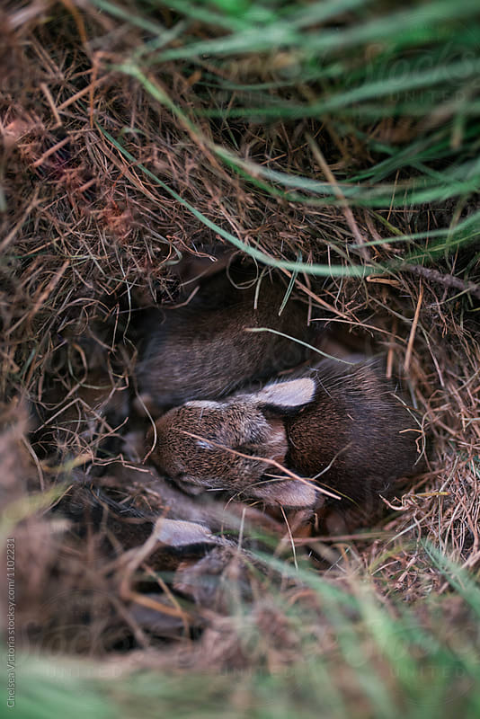 Baby bunnies in a nest