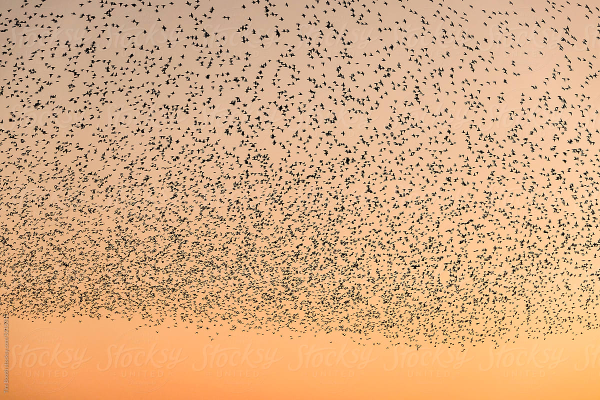Flock of starlings at twilight