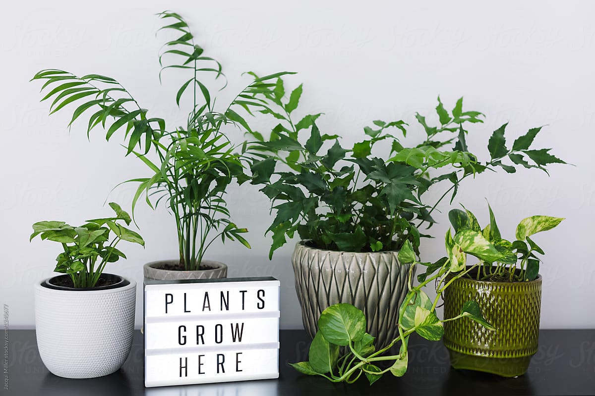 Selection of indoor plants and light box with words \