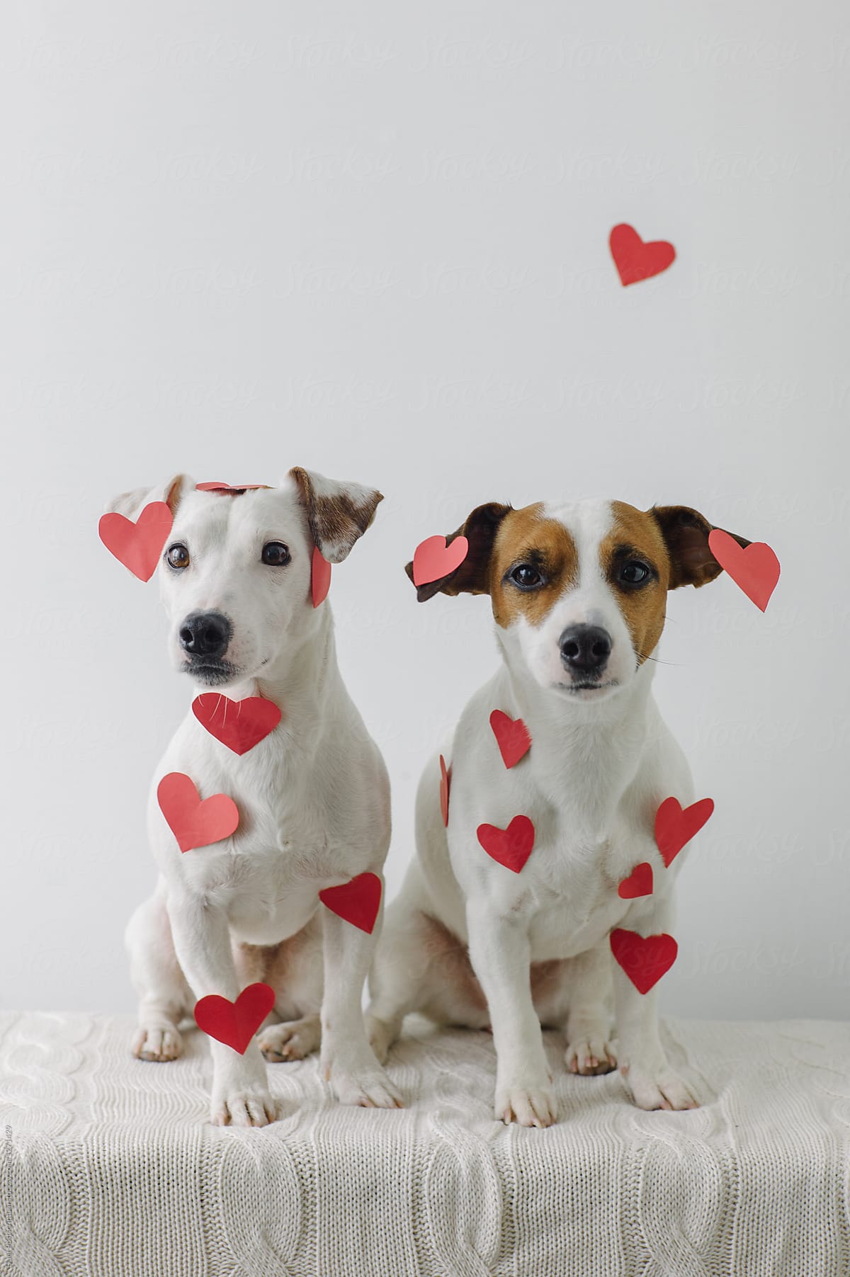 Two little dogs covered with paper hearts