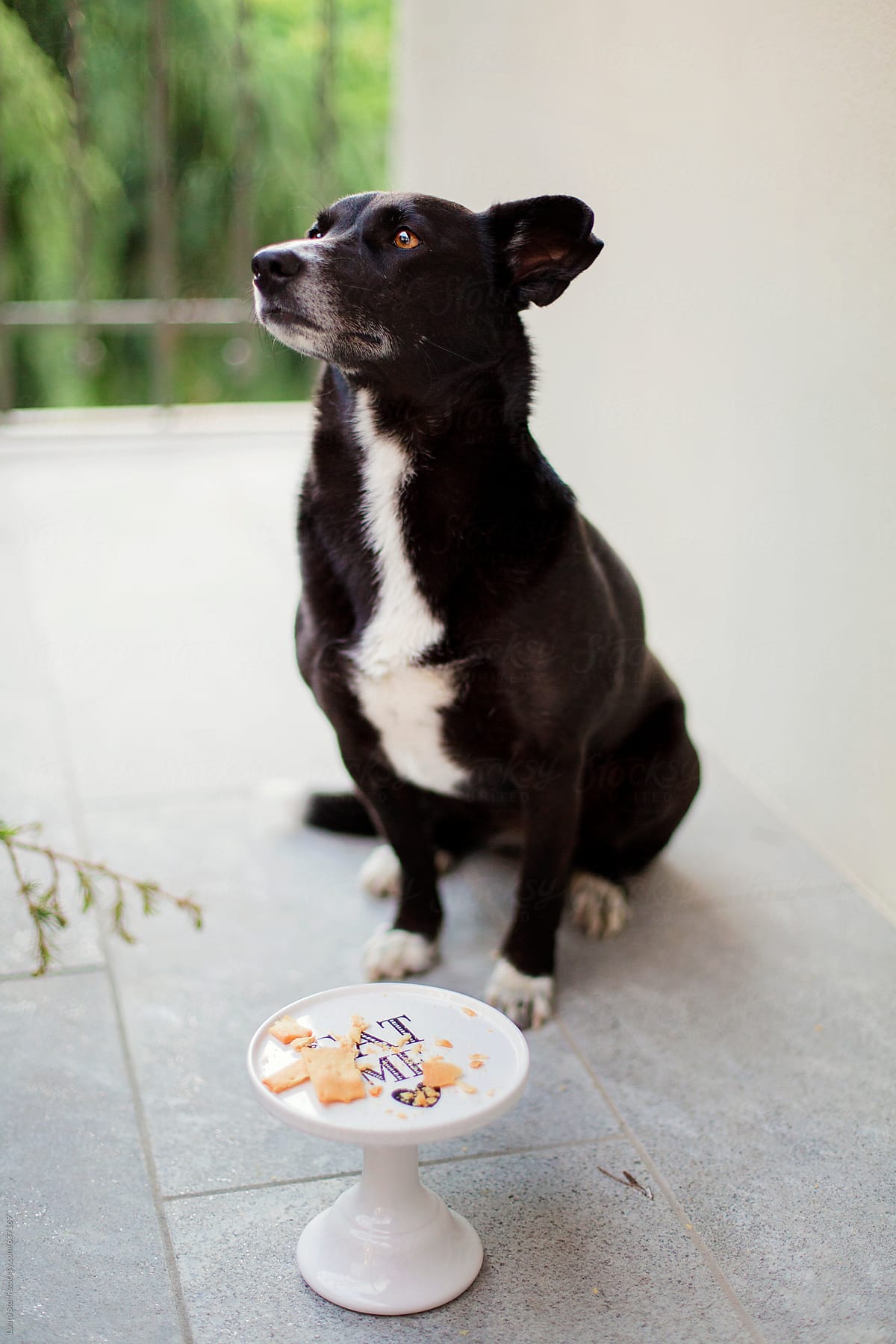 Dog sits waiting for eating cracker on cake stand in front of her