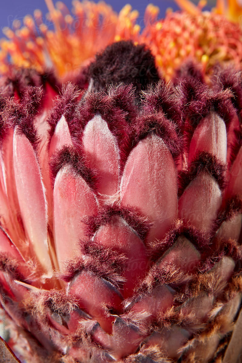 Macro view of beautiful exotic pincushion protea