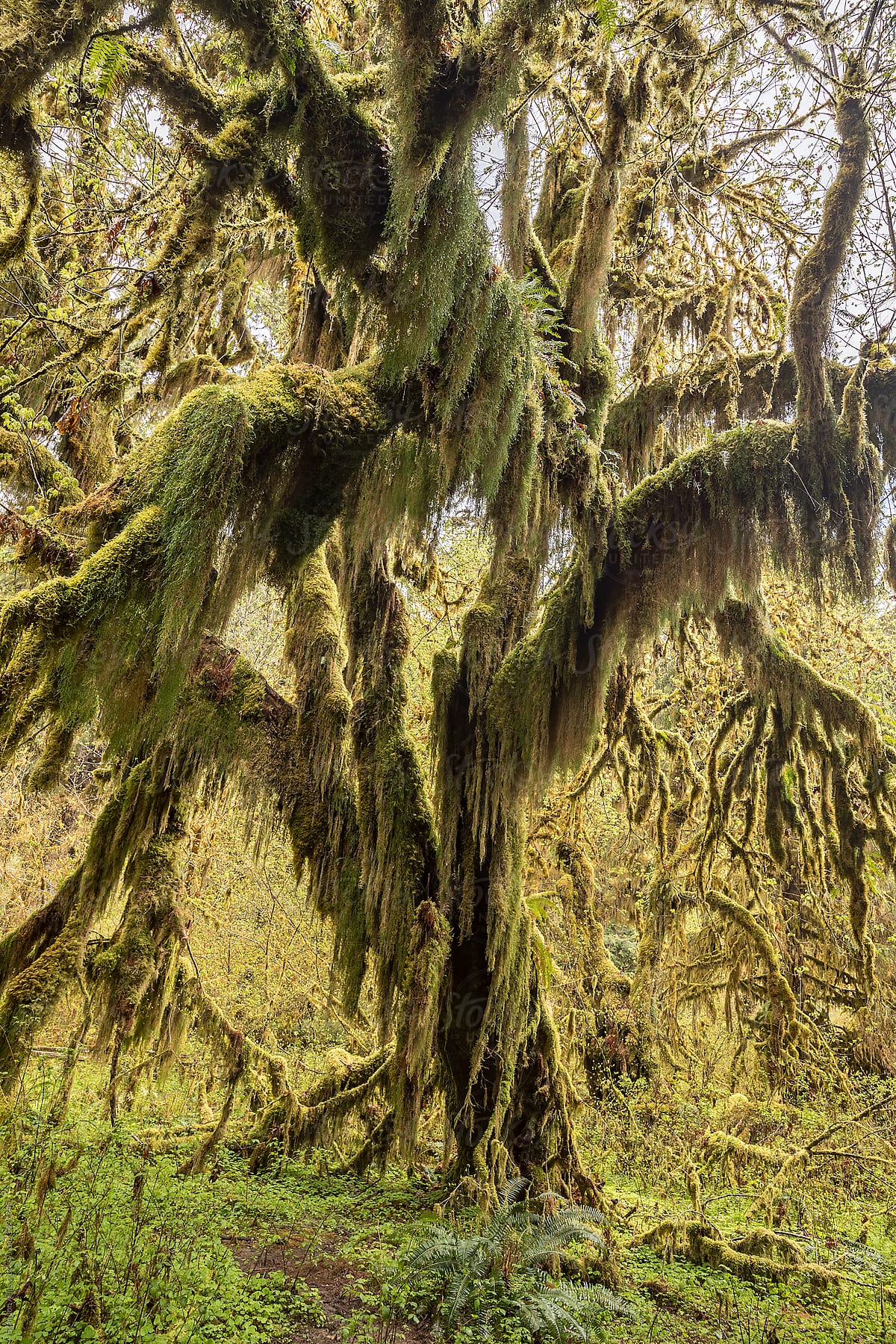 Moss Covered Tree in the Hoh Rainforest Olympic National Park