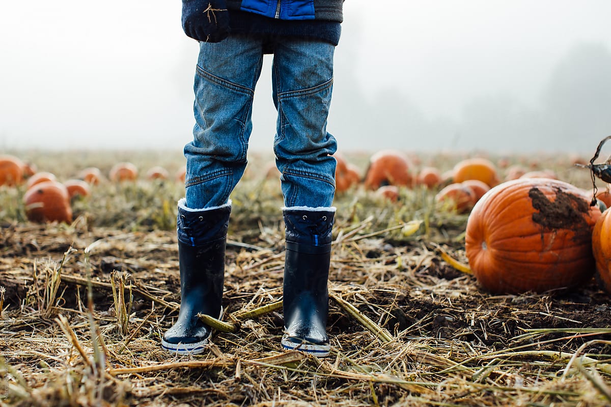 Crop of a boys wellington boots, wet with dew, in a misty field of pumpkins