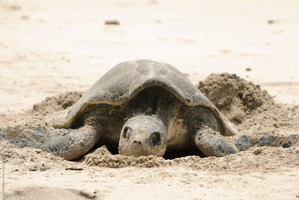 Sea Turtle Digging Hole For Egg Deposition On The Pacific Coast Of Costa By Stocksy 