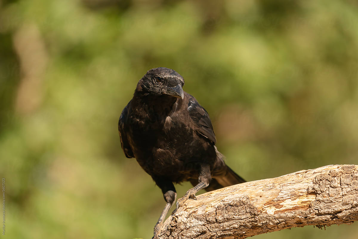 Carrion Crow (Corvus Corone) Portrait