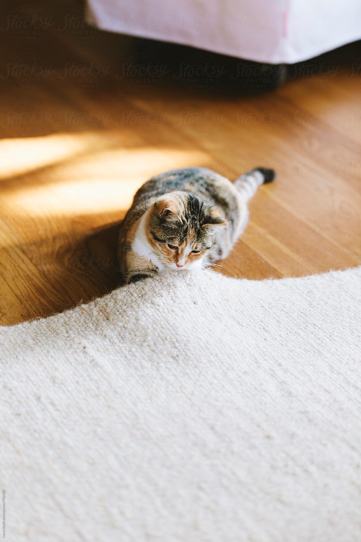 Cat with paws under woolen carpet