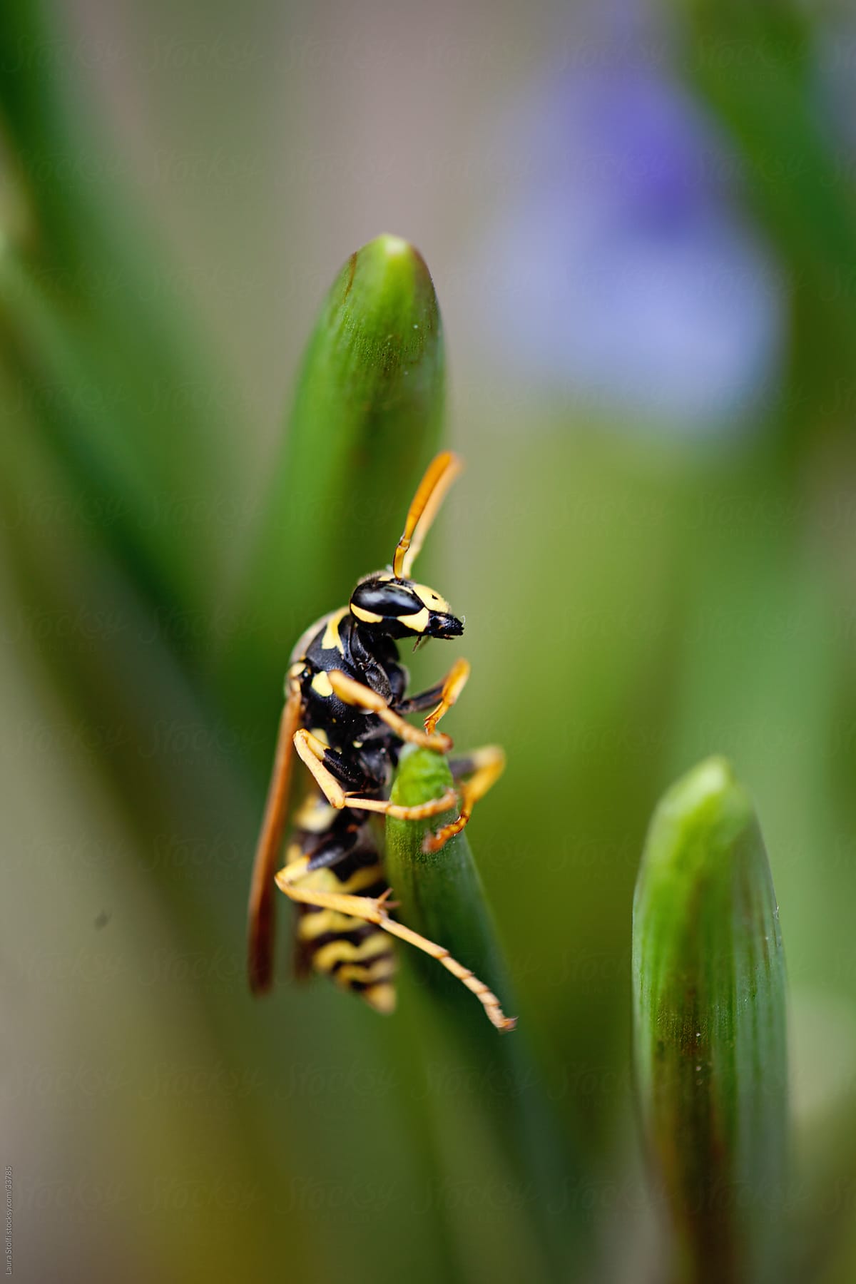 Macro catch of wasp clung on Grape hyacinth leaf