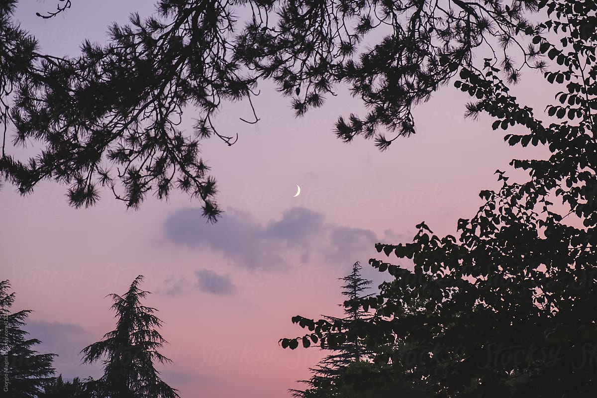 Moon seen through the Branches at Sunset