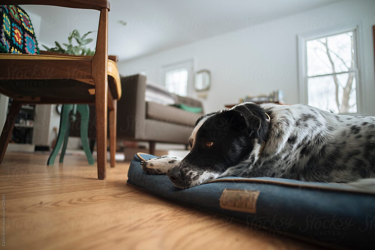 sad dog on a dog bed