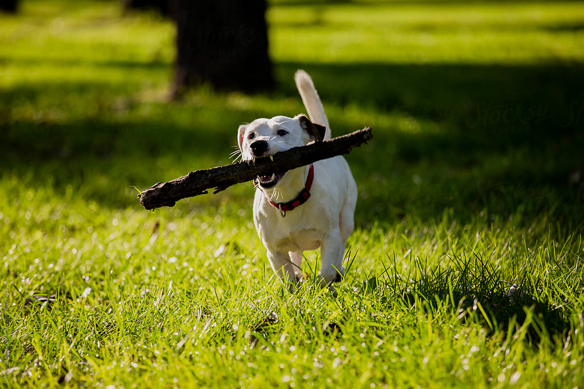 Dog chasing a stick in a park