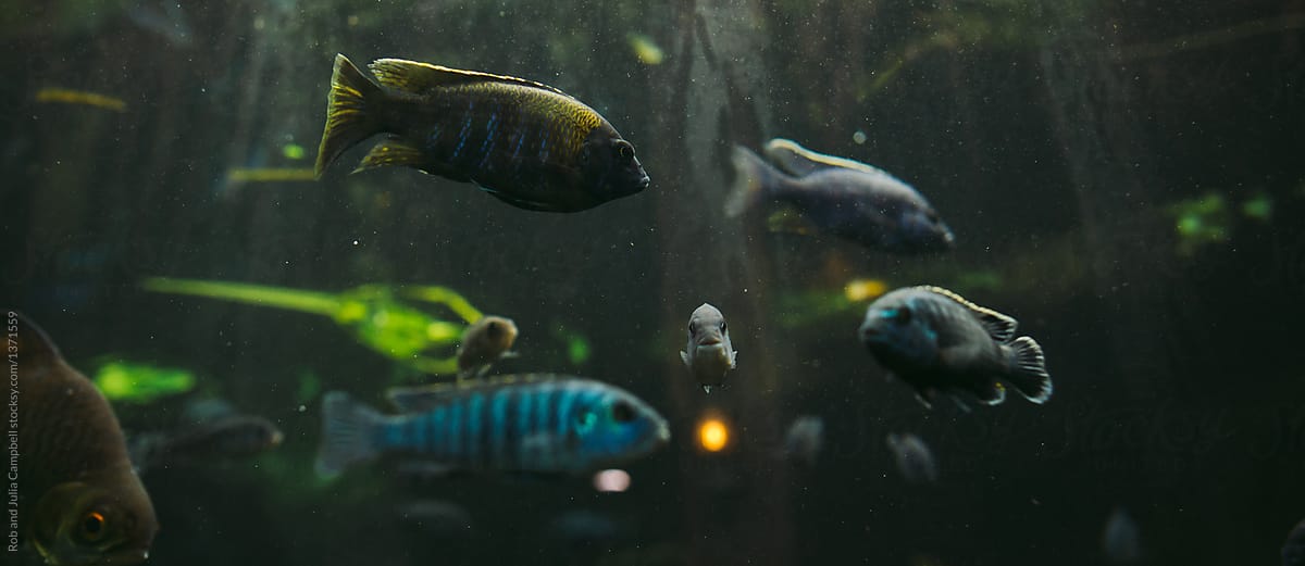 Tropical fish in tank