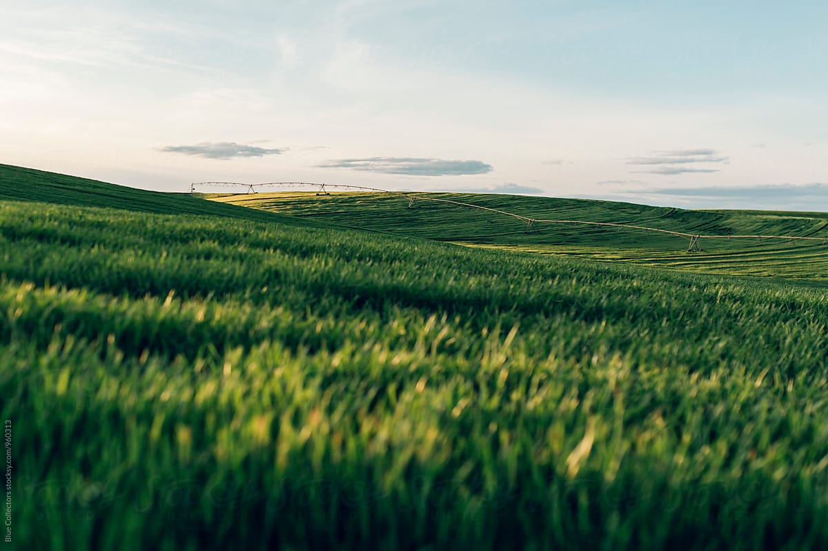 Green wheat fields view